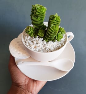 Green Crassula in ceramic tea cup