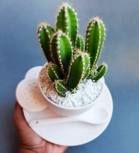 Computer cactus - Cereus peruvianus