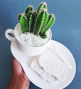 Cereus Peruvianus - Milk Set