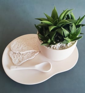 Green Succulent - Milk Set