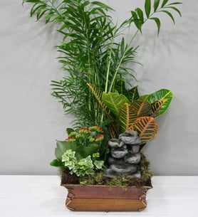 Bamboo Fountain - Indoor plants