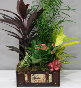 Chest - Indoor plants