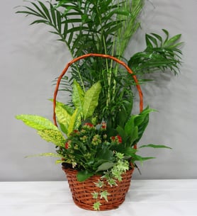 Basket of indoor plants