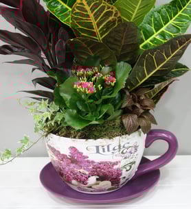 Plant Cup - Large