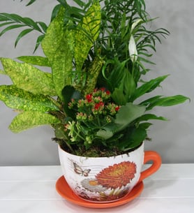 Plant Cup - Medium