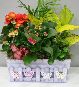 Decorated box - Indoor plants