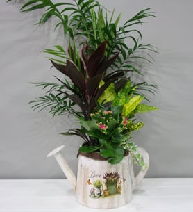 Sprinkler of indoor plants