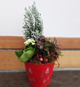 Pine in a Christmas pot