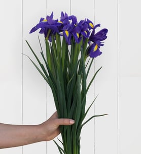 Bouquet of Iris Flower