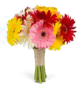 20 Multicolor Gerberas - Colorful Sunrise