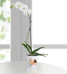 Personalized Lone White Orchid
