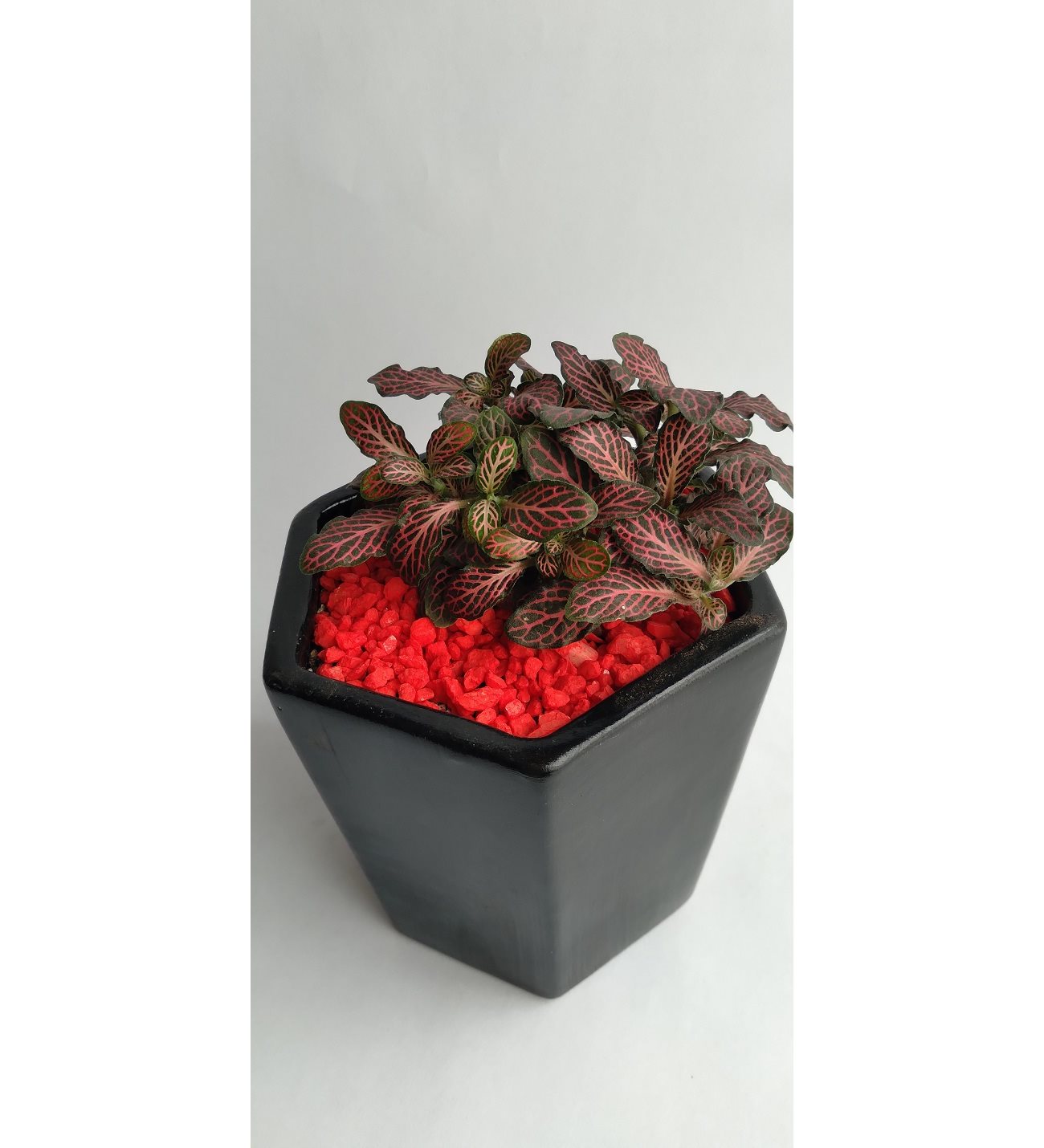 Planta Abre Caminos Para Que Sirve PLANTA MINI FITTONIA ABRECAMINOS O DESTRANCADERA