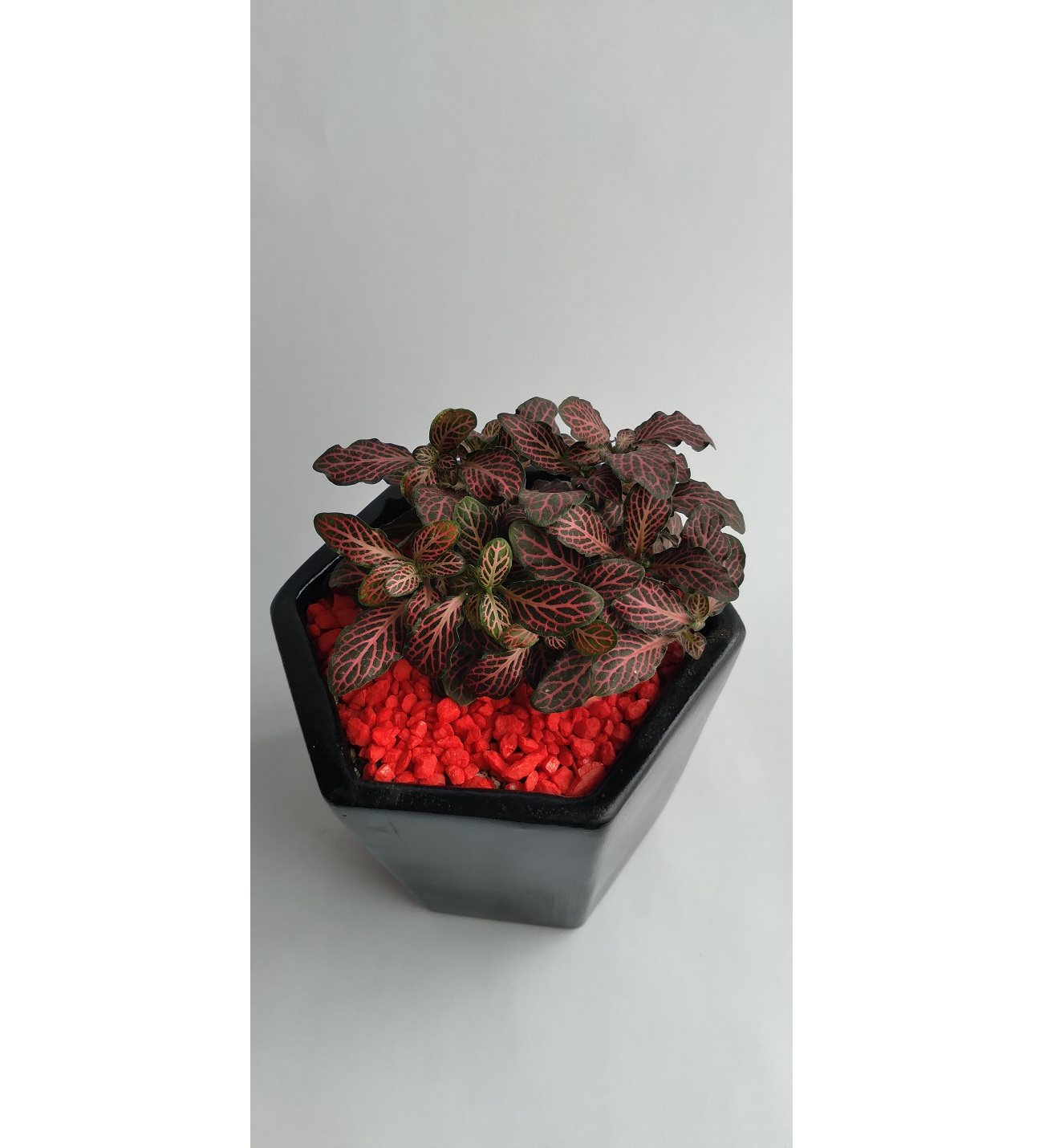 Planta Abre Caminos Para Que Sirve PLANTA MINI FITTONIA ABRECAMINOS O DESTRANCADERA