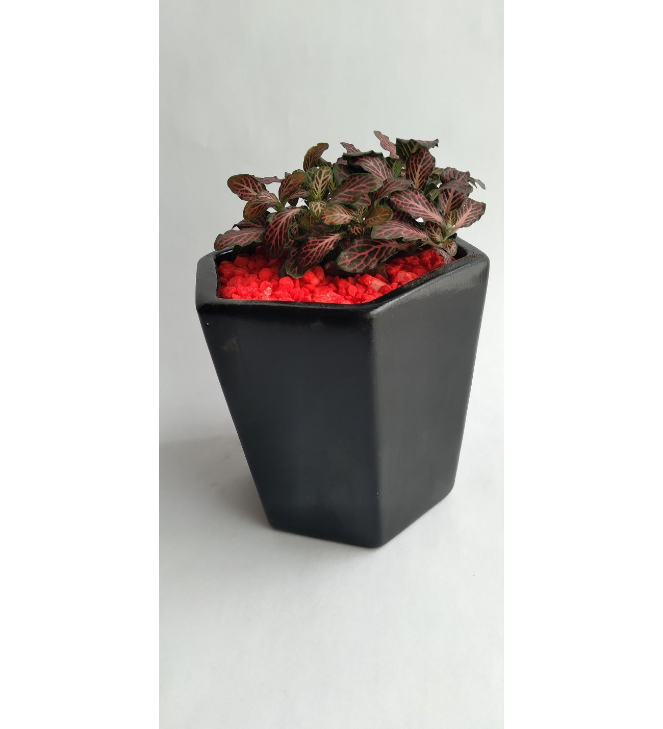 Planta Abre Caminos Para Que Sirve PLANTA MINI FITTONIA ABRECAMINOS O DESTRANCADERA