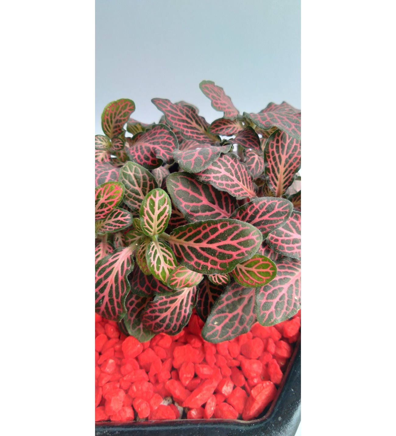 Planta Abre Caminos Para Que Sirve PLANTA MINI FITTONIA ABRECAMINOS O DESTRANCADERA