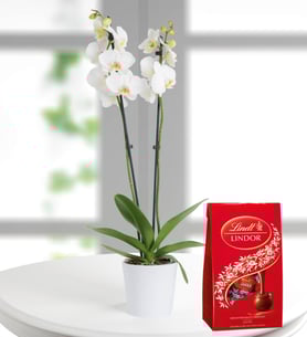 Orchid White And Lindt