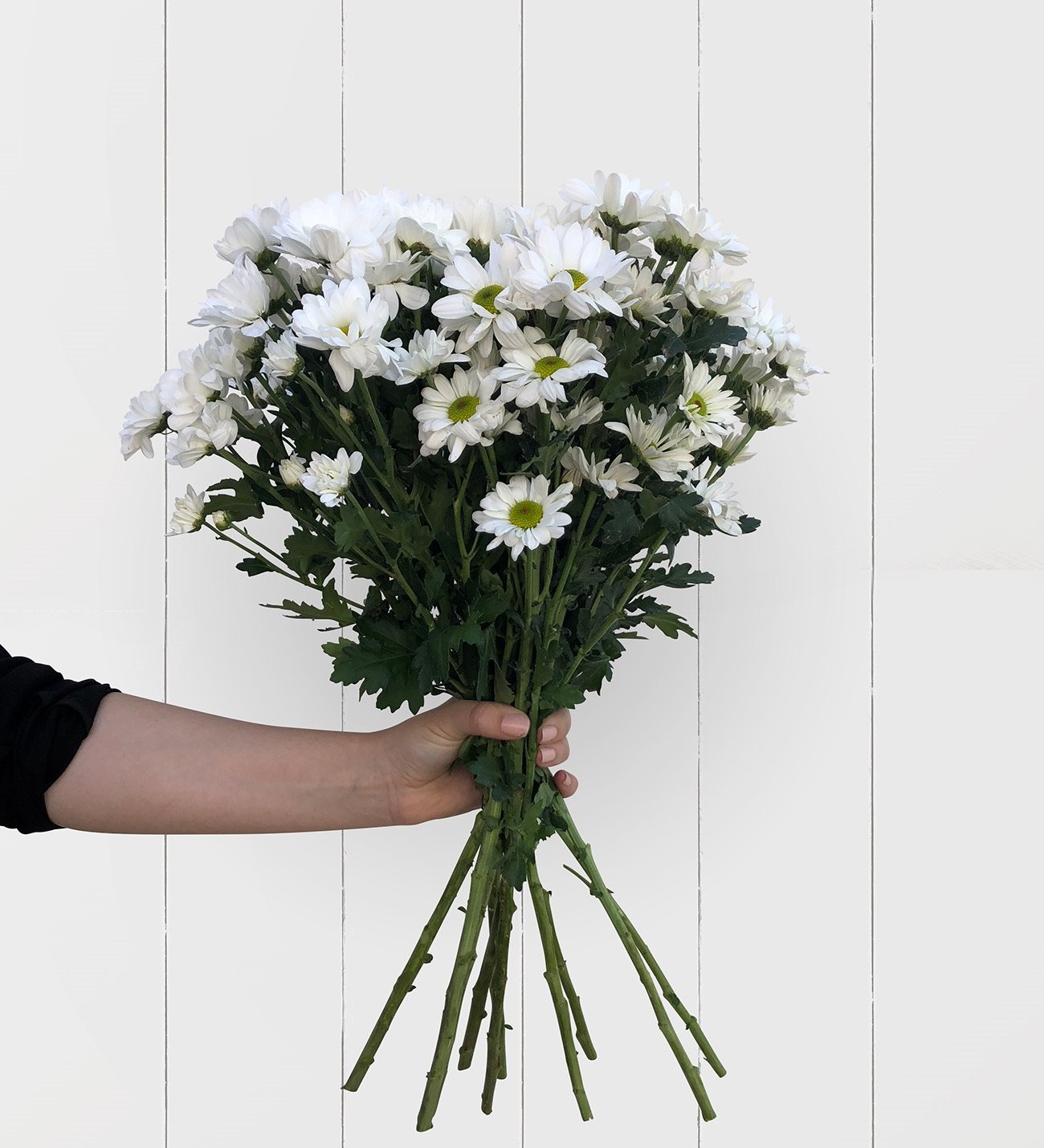 Daisy Bouquet Delivery