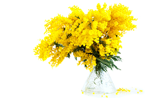 mimosa